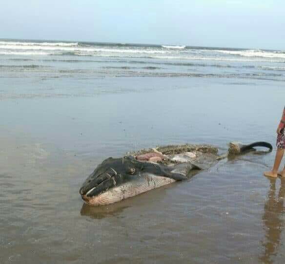 ballena